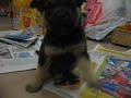 El cachorro gru�endo