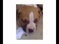 CUTE BLUE FAWN PITBULL PUPPIES FOR SALE