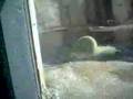 Polar Bear doing the backstroke