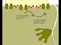 The sliding filament theory of muscle contraction. The sliding filament theory of muscle contraction.