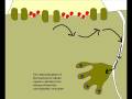 The sliding filament theory of muscle contraction.