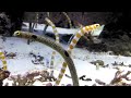 Garden Eels/Heterocongrinae the Garden eel