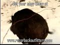 Spear Hunting Wild Boar Spear Hunting Wild Boar