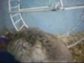 videos de mi jerbo ruso ( ta media loka pero es bella)