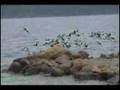 Willet (Tringa semipalmata)-