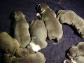 blue pitbull 001.MOV blue pitbull 001.MOV
