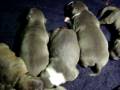 blue pitbull 001.MOV