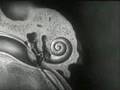 How the Ear Works