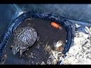 re:Drama Gopher..Here Comes  Drama Turtle....