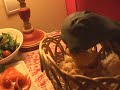 RABID ANIMAL DEVOURS HOTEL FOOD LIKE MANIAC! 