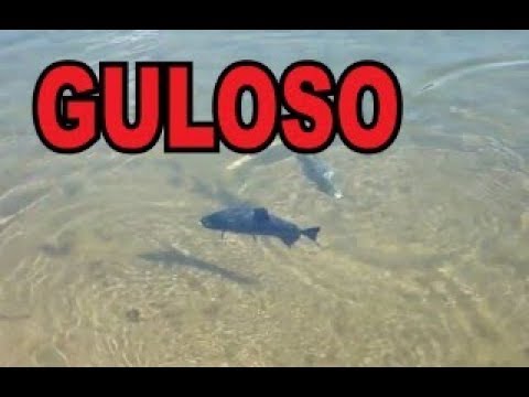 CARANHAS E MATRINXÂS GULOSAS