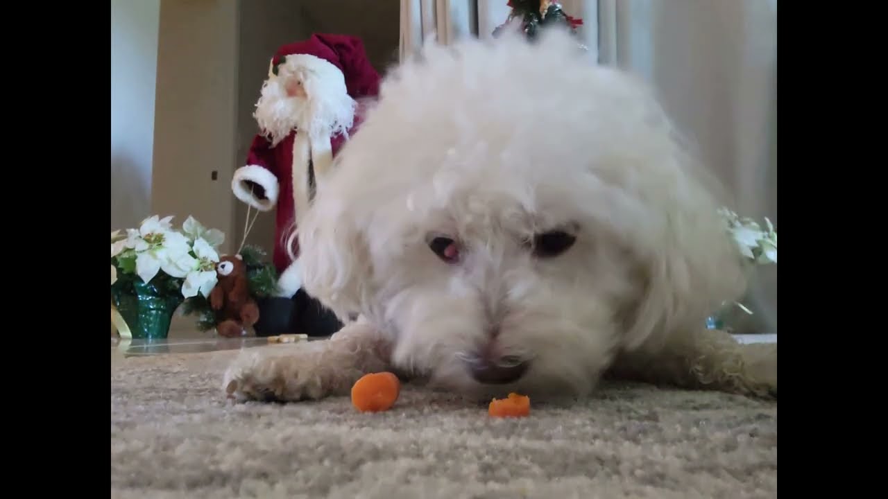 Delray Dog Walks with Oliver at Huntington Pointe