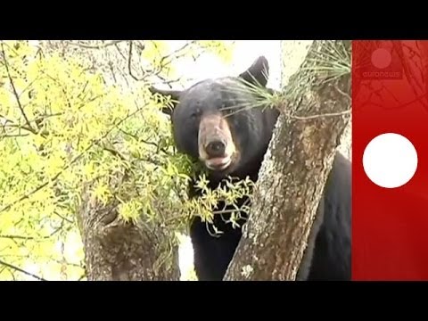 Video: 250-pound black bear falls from tree in front of house in Florida