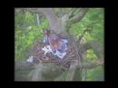 Red Kite Nestwatch 2007  (Clip Nr. 3)