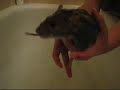 Rat bathing