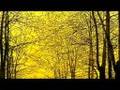 videos de Beltane (Part 9) / Diamond Meadows / Marc Bolan