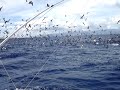 Deep Sea Fishign Kauai