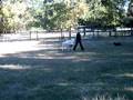 videos de Singe Border Collie First Time Herding Sheep