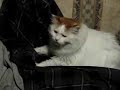 Paw job Paw job