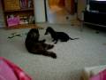 videos de Dogbook Movie: Ruby and Buddy Kissing~