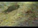 Saddle Wrasse, Ke\ Saddle Wrasse, Ke\