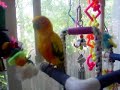 My Sunconure Cuzco My Sunconure Cuzco