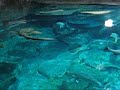 Atoll Reef at Hong Kong Ocean Park