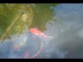 goldfish y cometas en el estanque parte 2