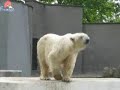 dancing icebear
