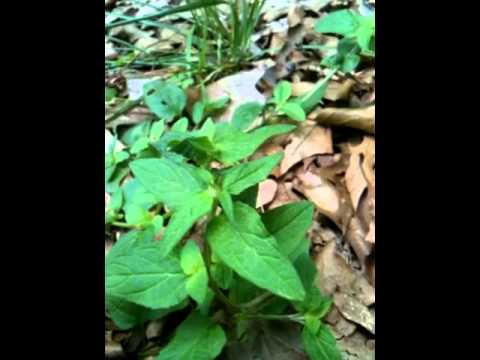 how to grow prunella vulgaris