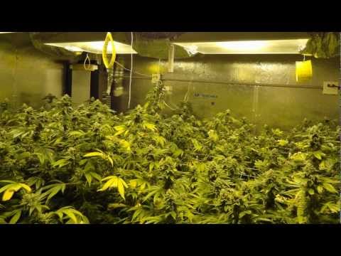 how to grow og kush