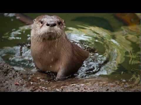 OTTER