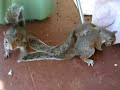 Two Against One! Three Squirrels Playing. Two Against One! Three Squirrels Playing.