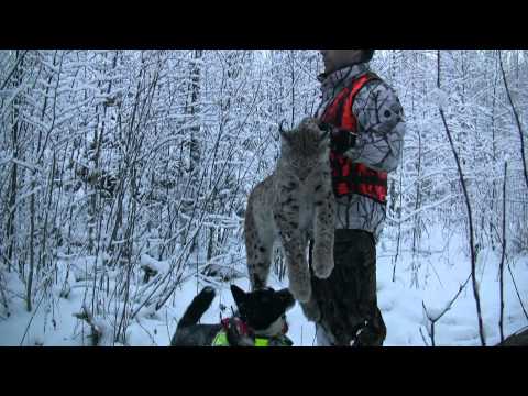 Taiga - Taiga Star hunting videos, subscribe TaigaStarVideos youtube channel and see more hunting movies.