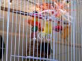 Keichii - Yellow American Singer Canary (2)