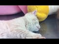 Cat's fight キャットファイト