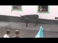 Bullfights in Azores, Portugal