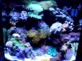 24 Gallon Nano Cube- Video 2