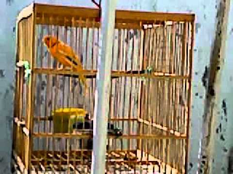 Burung kemade/cabe jawa/scarlet headed flowerpecker 02 - Video