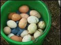 The Farm Sanctuary