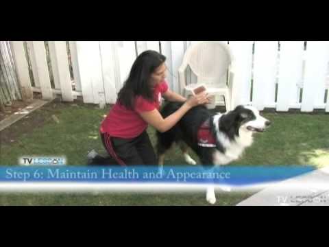 video-linktoworks-How To Prepare A Dog For Therapy Dog Training