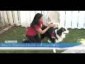 How To Prepare A Dog For Therapy Dog Training