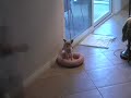 Peanut