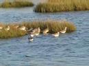 Birding Stone Harbor PointCome along wi, Cape May County, NJ