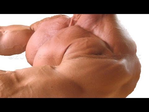 scooby - http://www.scoobysworkshop.com/benchpress.htm How much can Scooby bench? Watch this video and watch Scooby set a new record! Learn my secret for massive pecs...