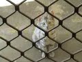 Manx Cat