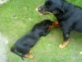 Fehli&Basti