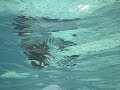 �gyptens Unterwasserwelt - The Underwaterworld of Egypt