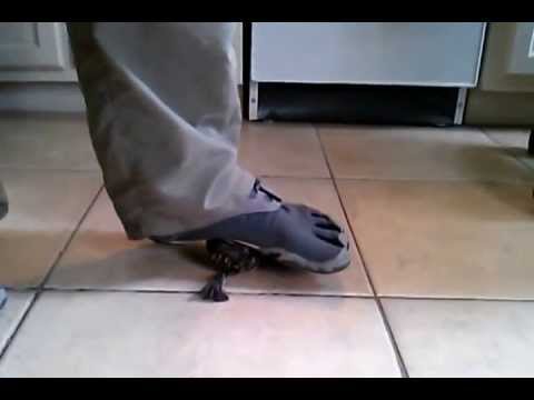 how to rebuild arches in flat feet