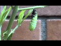 Monarch caterpillar turns into a chrysalis - real time